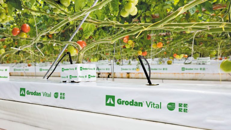 Mata Grodan Vital