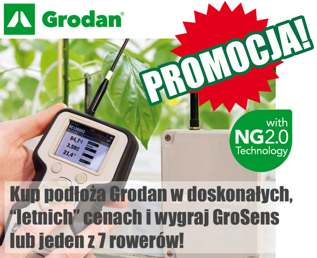 letnia promocja